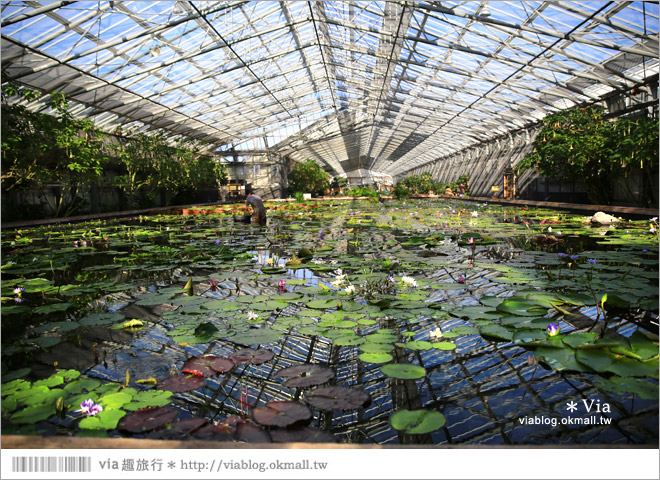 靜岡景點推薦》掛川花鳥園～愛鳥人&親子旅行大推薦！超有趣的花鳥園～玩到不想走！