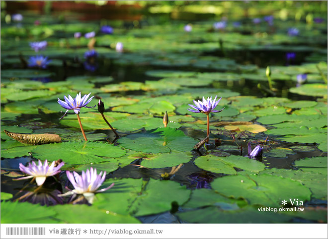 靜岡景點推薦》掛川花鳥園～愛鳥人&親子旅行大推薦！超有趣的花鳥園～玩到不想走！