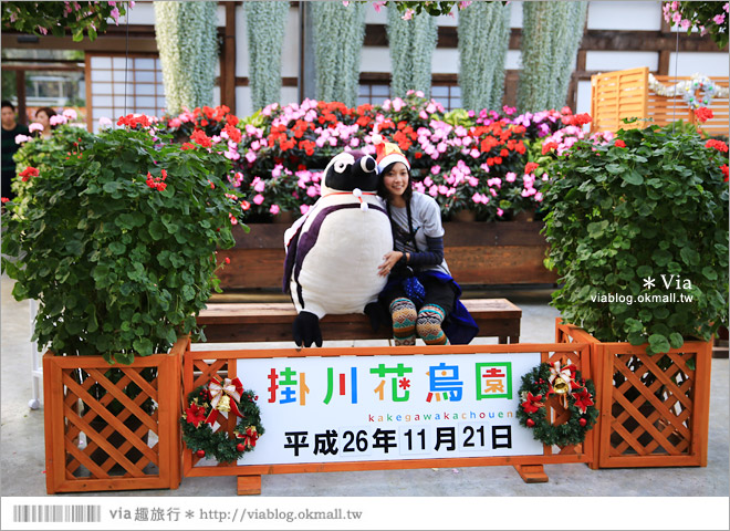 靜岡景點推薦》掛川花鳥園～愛鳥人&親子旅行大推薦！超有趣的花鳥園～玩到不想走！