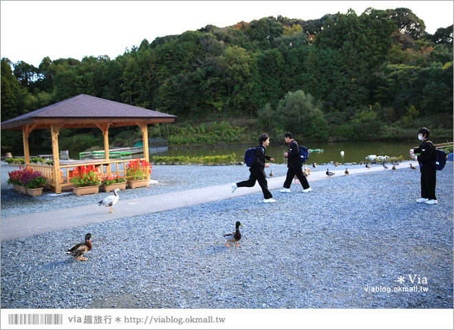 靜岡景點推薦》掛川花鳥園～愛鳥人&親子旅行大推薦！超有趣的花鳥園～玩到不想走！