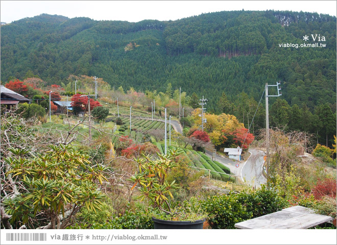 靜岡民宿推薦》あそびや民宿～來去山上住一晚！靜謐溫馨的山中生活好放鬆！