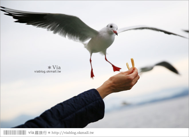 濱松旅遊(下)》濱名湖一日旅～吃鰻魚飯、搭遊船餵海鷗、搭覽車賞美景！