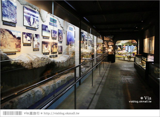 濱松旅遊(上)》靜岡濱松之旅～億萬年打造而成的「龍岩洞」＋國家指定名勝「龍潭寺名園」