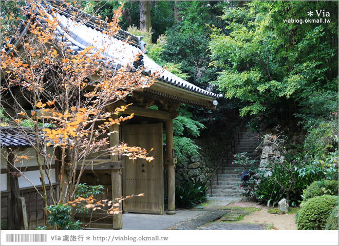 濱松旅遊(上)》靜岡濱松之旅～億萬年打造而成的「龍岩洞」＋國家指定名勝「龍潭寺名園」