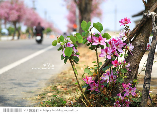 雲林櫻花》土庫馬光國中櫻花大道～初春的最後一抹嫣紅！一起賞花去！