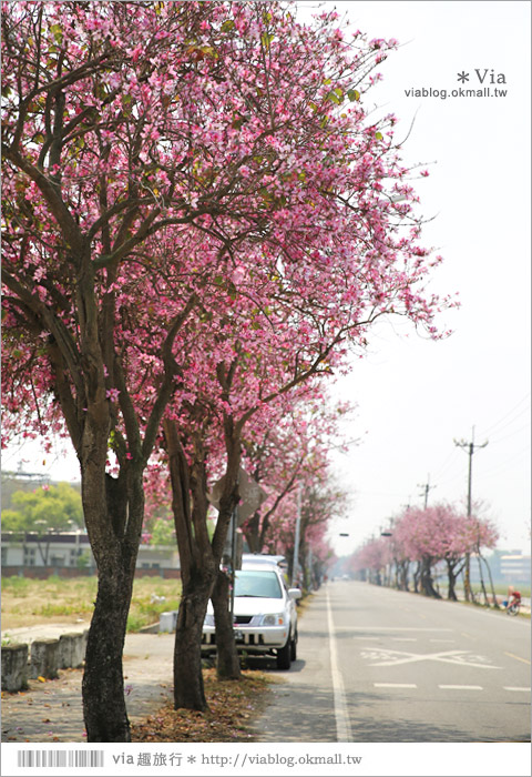 雲林櫻花》土庫馬光國中櫻花大道～初春的最後一抹嫣紅！一起賞花去！