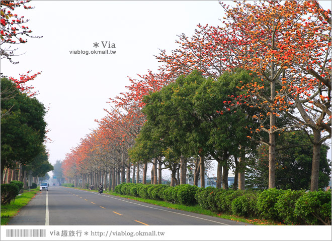 雲林木棉花道》西螺木棉花道～盛綻的火紅，是初春最熱情的色彩！