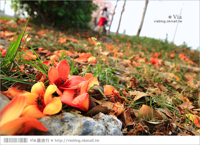 雲林木棉花道》西螺木棉花道～盛綻的火紅，是初春最熱情的色彩！