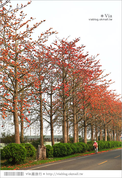 雲林木棉花道》西螺木棉花道～盛綻的火紅，是初春最熱情的色彩！