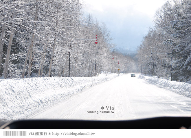 北海道冬季玩法》美瑛｜白金溫泉鄉～來去雪鞋體驗、漫步在白色森林中耍浪漫