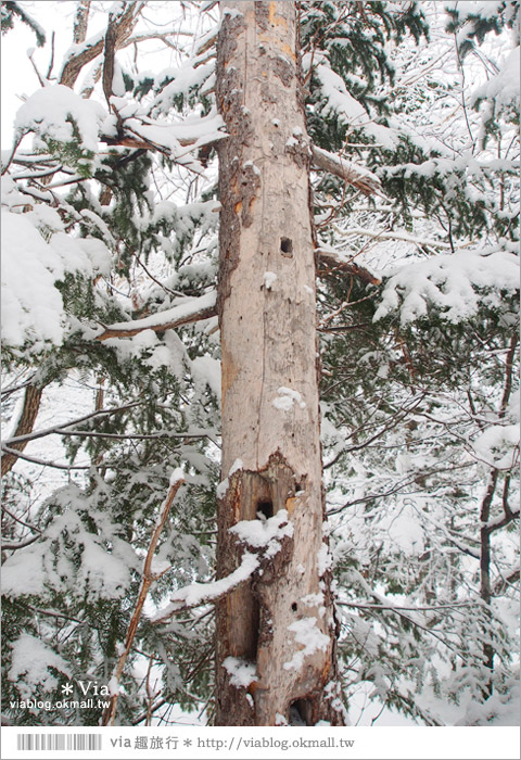 北海道冬季玩法》美瑛｜白金溫泉鄉～來去雪鞋體驗、漫步在白色森林中耍浪漫