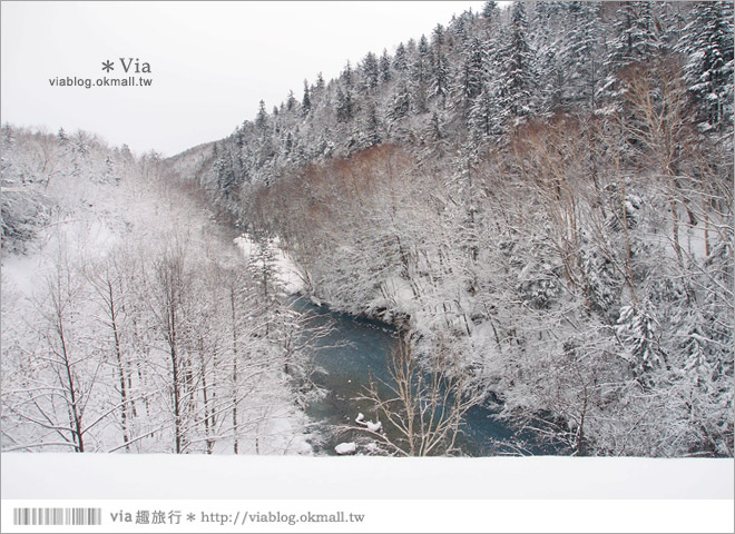 北海道冬季玩法》美瑛｜白金溫泉鄉～來去雪鞋體驗、漫步在白色森林中耍浪漫