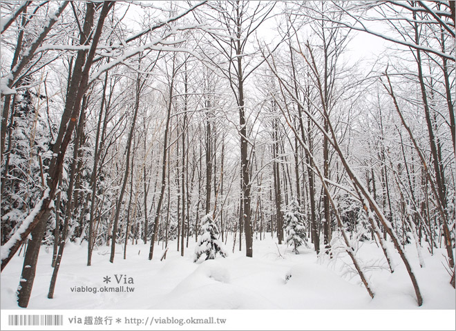 北海道冬季玩法》美瑛｜白金溫泉鄉～來去雪鞋體驗、漫步在白色森林中耍浪漫