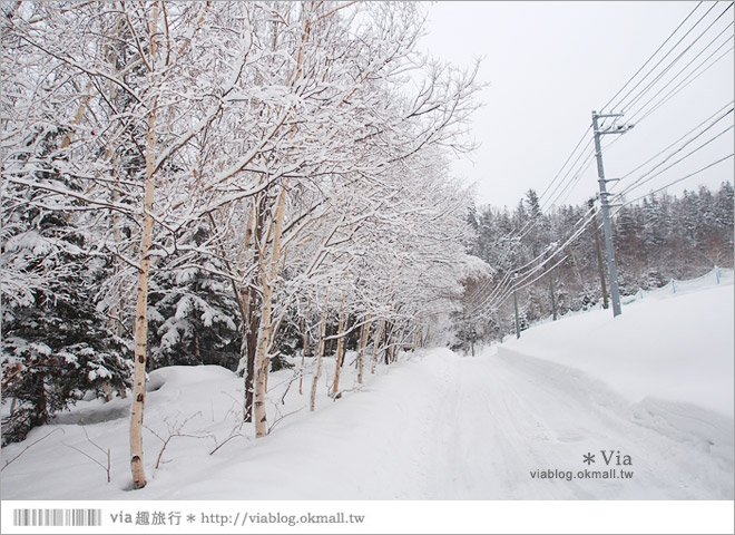 北海道冬季玩法》美瑛｜白金溫泉鄉～來去雪鞋體驗、漫步在白色森林中耍浪漫