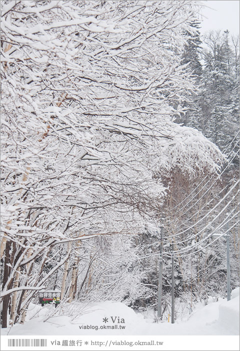 北海道冬季玩法》美瑛｜白金溫泉鄉～來去雪鞋體驗、漫步在白色森林中耍浪漫