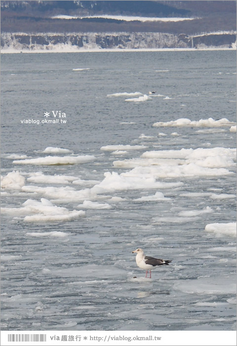 網走流冰》北海道網走破冰船～搭乘極光號破冰船出海賞流冰去囉！