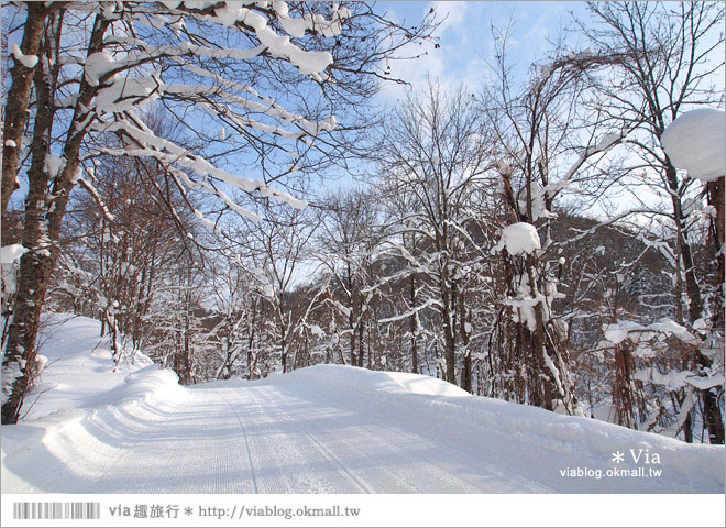 北海道雪上摩托車》北海道名寄滑雪場～體驗雪森林中雪上摩托車的騁馳速度快感！