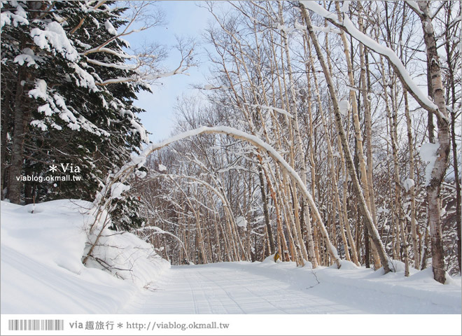 北海道雪上摩托車》北海道名寄滑雪場～體驗雪森林中雪上摩托車的騁馳速度快感！