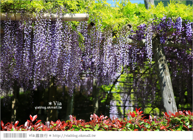 日本紫藤花季》河內藤園（上）～絕美！九州紫藤隧道夢幻的不可思議！