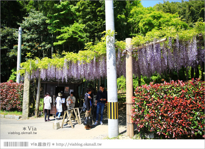 日本紫藤花季》河內藤園（上）～絕美！九州紫藤隧道夢幻的不可思議！