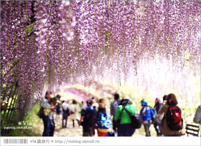 日本紫藤花季》河內藤園（上）～絕美！九州紫藤隧道夢幻的不可思議！