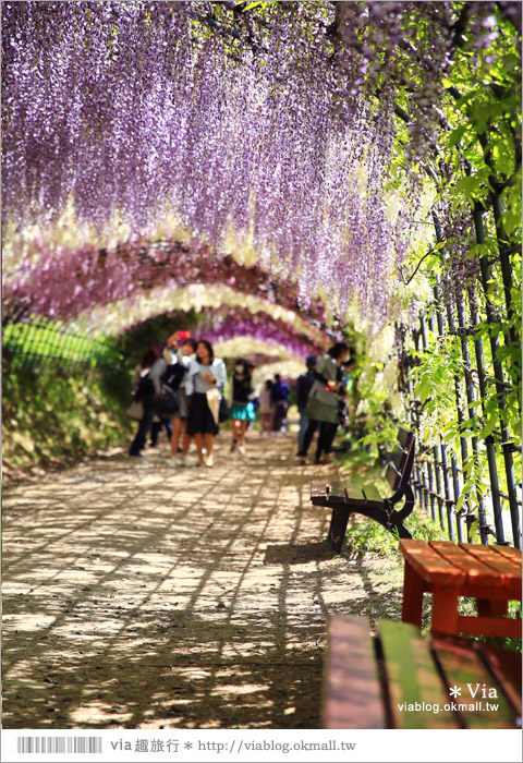 日本紫藤花季》河內藤園（上）～絕美！九州紫藤隧道夢幻的不可思議！