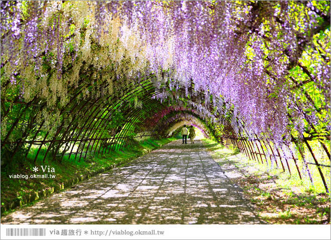 日本紫藤花季》河內藤園（上）～絕美！九州紫藤隧道夢幻的不可思議！