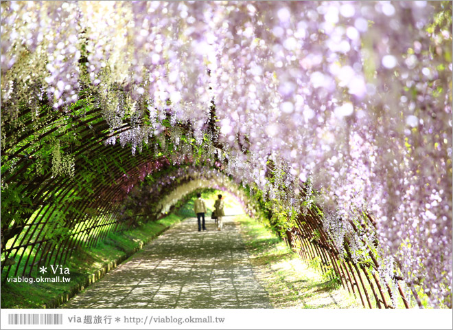 日本紫藤花季》河內藤園（上）～絕美！九州紫藤隧道夢幻的不可思議！