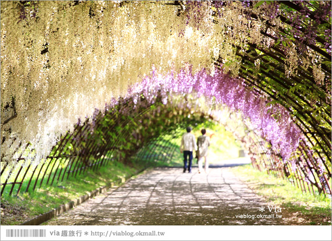 日本紫藤花季》河內藤園（上）～絕美！九州紫藤隧道夢幻的不可思議！