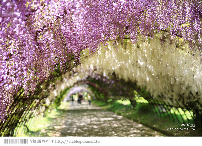 日本紫藤花季》河內藤園（上）～絕美！九州紫藤隧道夢幻的不可思議！