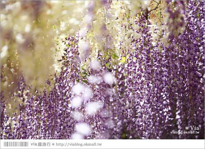 日本紫藤花季》河內藤園（上）～絕美！九州紫藤隧道夢幻的不可思議！