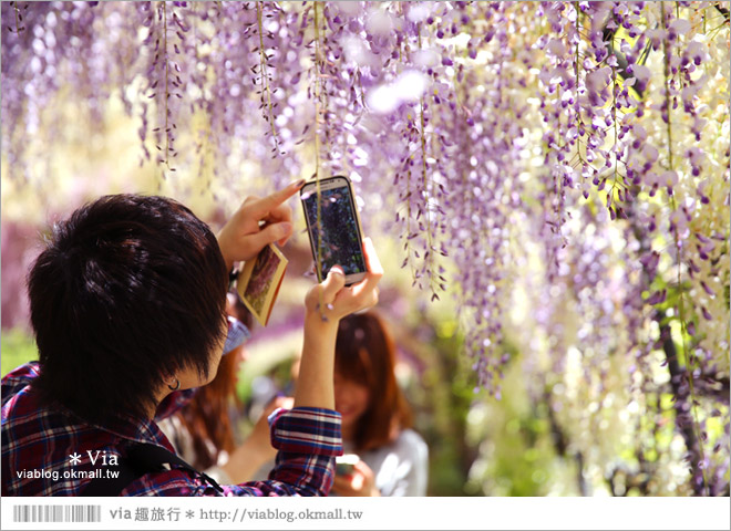 日本紫藤花季》河內藤園（上）～絕美！九州紫藤隧道夢幻的不可思議！