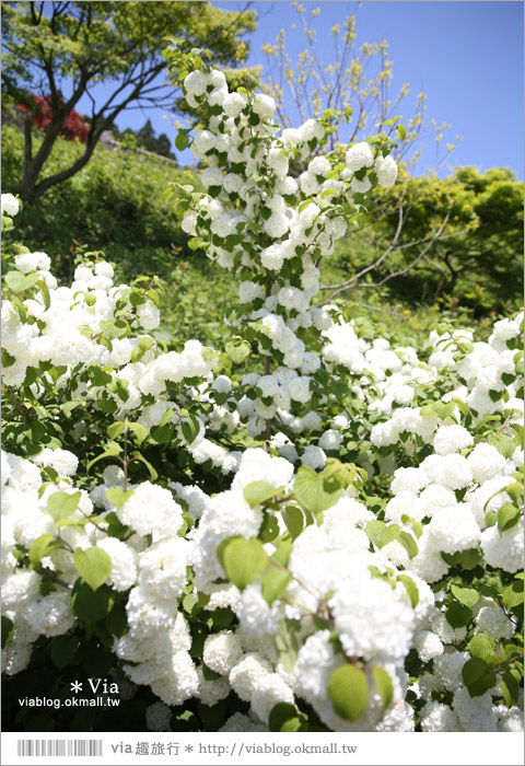 日本紫藤花季》河內藤園（上）～絕美！九州紫藤隧道夢幻的不可思議！