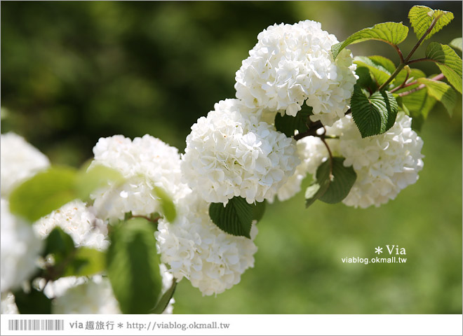 日本紫藤花季》河內藤園（上）～絕美！九州紫藤隧道夢幻的不可思議！