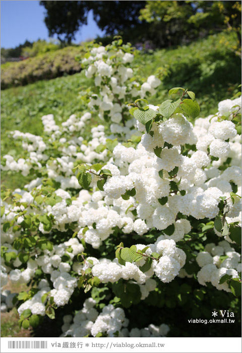 日本紫藤花季》河內藤園（上）～絕美！九州紫藤隧道夢幻的不可思議！