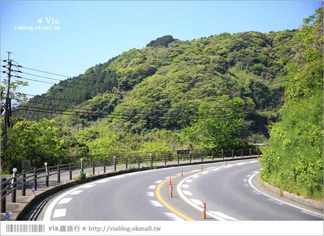 日本紫藤花季》河內藤園（上）～絕美！九州紫藤隧道夢幻的不可思議！