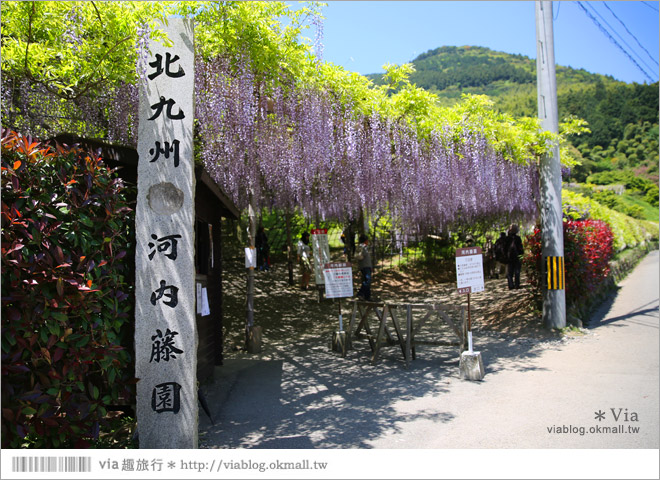 日本紫藤花季》河內藤園（上）～絕美！九州紫藤隧道夢幻的不可思議！