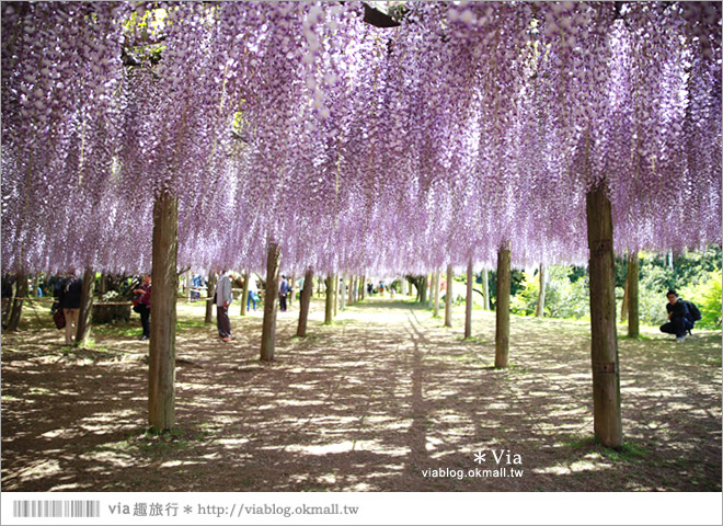 九州紫藤花》河內藤園（下）～紫藤瀑布！壯麗的紫色瀑布就在眼前展開了！