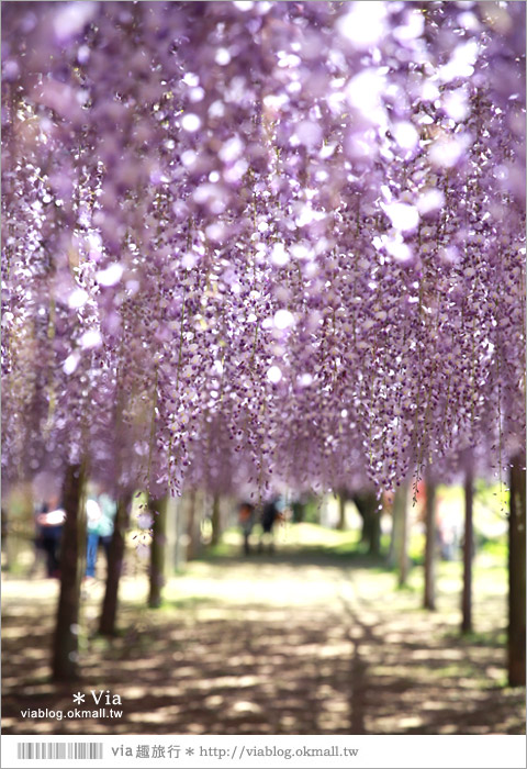 九州紫藤花》河內藤園（下）～紫藤瀑布！壯麗的紫色瀑布就在眼前展開了！