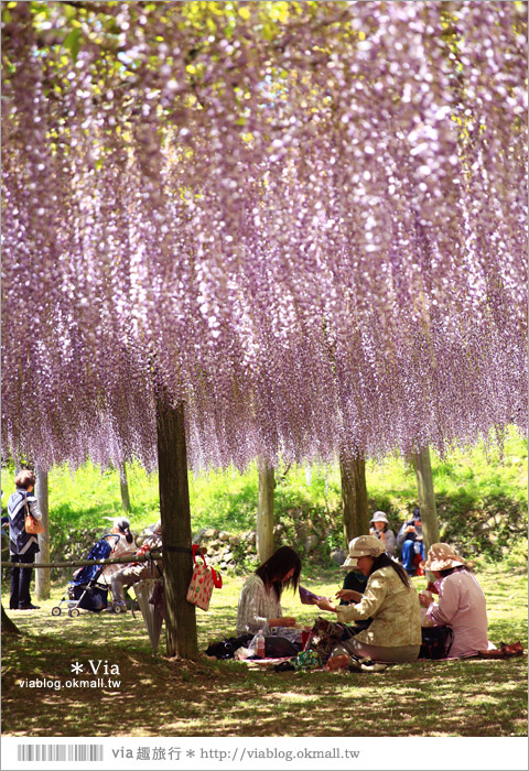 九州紫藤花》河內藤園（下）～紫藤瀑布！壯麗的紫色瀑布就在眼前展開了！