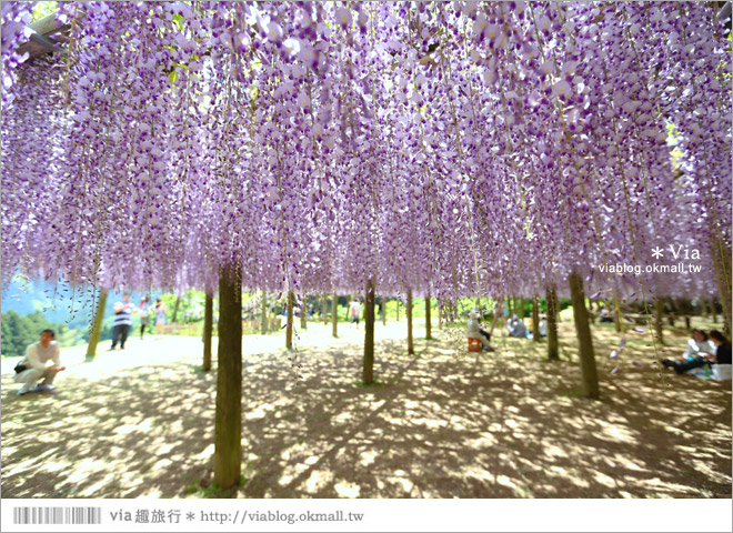 九州紫藤花》河內藤園（下）～紫藤瀑布！壯麗的紫色瀑布就在眼前展開了！