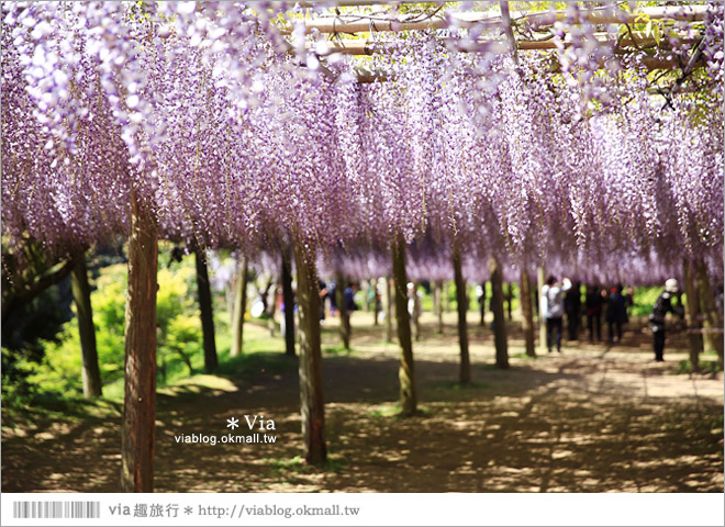 九州紫藤花》河內藤園（下）～紫藤瀑布！壯麗的紫色瀑布就在眼前展開了！