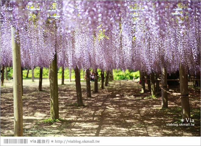 九州紫藤花》河內藤園（下）～紫藤瀑布！壯麗的紫色瀑布就在眼前展開了！