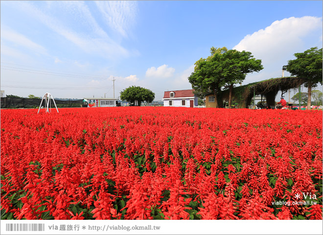 中社觀光花市》台中中社花海｜迷人的花海賞不完～百合花盛開中！