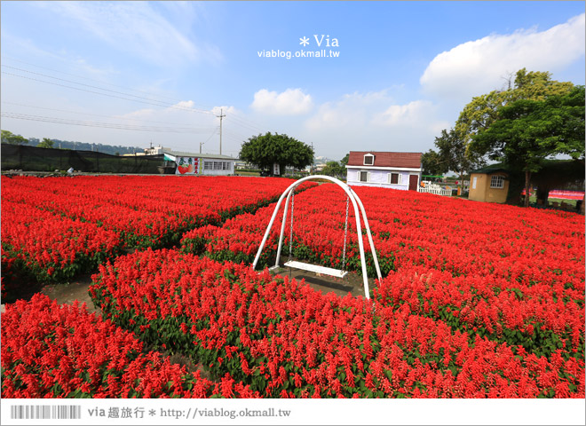 中社觀光花市》台中中社花海｜迷人的花海賞不完～百合花盛開中！