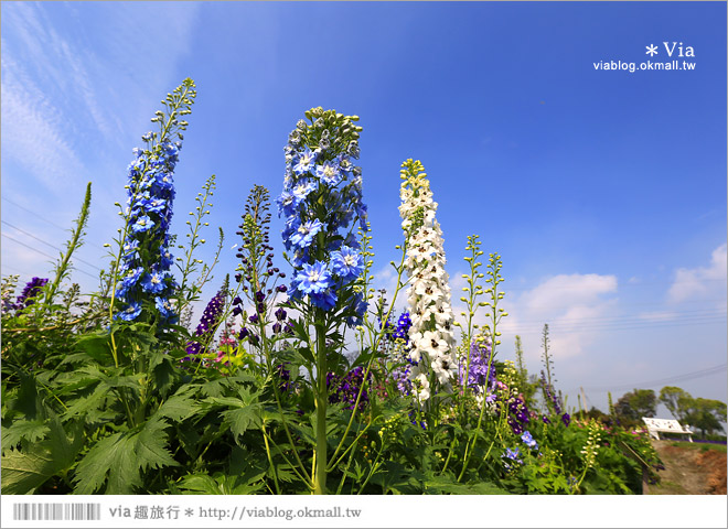 中社觀光花市》台中中社花海｜迷人的花海賞不完～百合花盛開中！