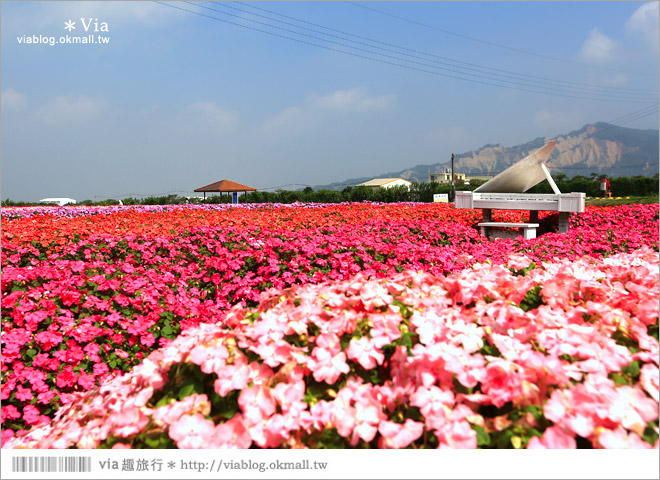 中社觀光花市》台中中社花海｜迷人的花海賞不完～百合花盛開中！