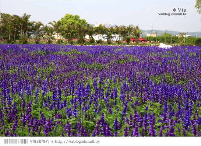 中社觀光花市》台中中社花海｜迷人的花海賞不完～百合花盛開中！