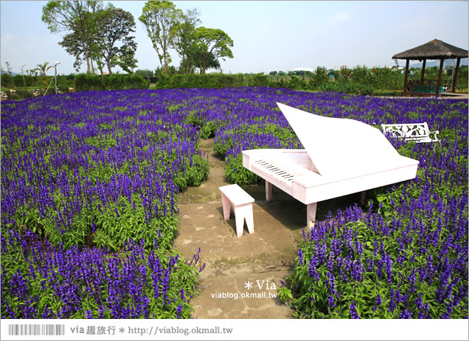 中社觀光花市》台中中社花海｜迷人的花海賞不完～百合花盛開中！