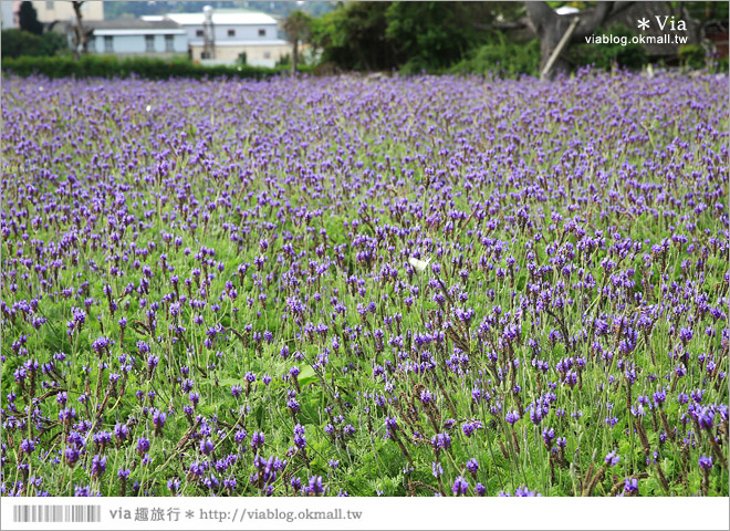 中社觀光花市》台中中社花海｜迷人的花海賞不完～百合花盛開中！